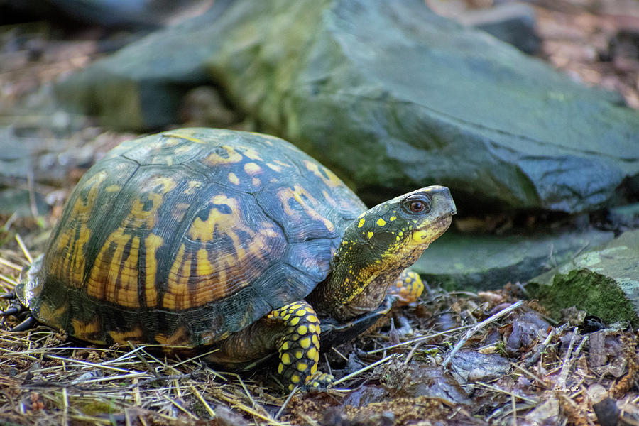 Eastern Box Turtle Photograph by Christina Rollo