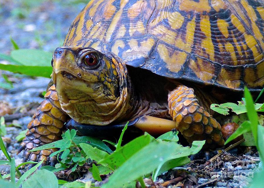 Eastern Box Turtle Photograph by Jean Wright