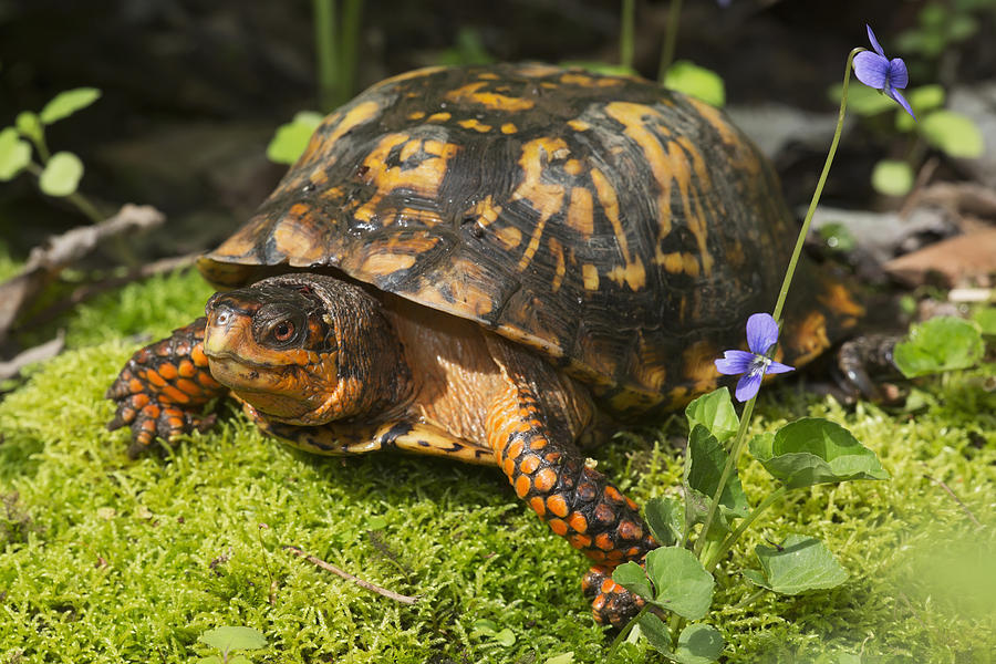 Eastern Box Turtle On Sphagnum Moss Photograph by Lynn Stone - Fine Art ...