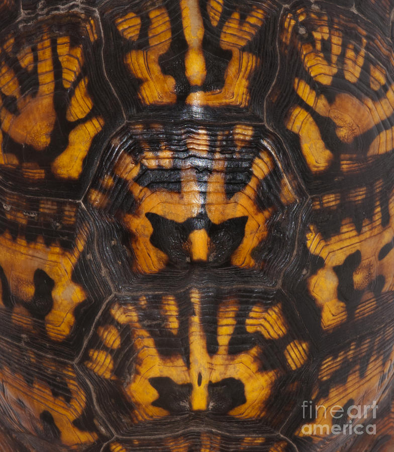 Turtle Photograph - Eastern Box Turtle, Shell Pattern by Scott Camazine