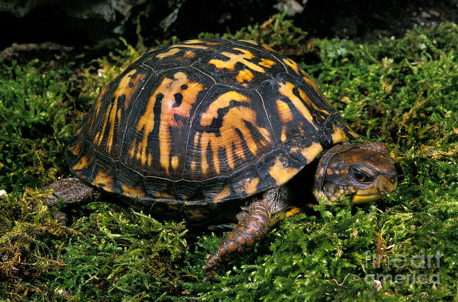 Eastern Box Turtle Terrapene Carolina Photograph by Gerard Lacz - Fine ...