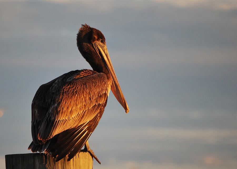 Eastern Brown Pelican - Pelecanus Occidentalis Photograph by Denis ...