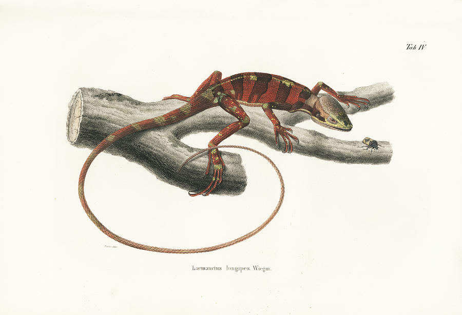 Eastern Casquehead Iguana, Laemanctus longipes Drawing by Carl Wilhelm Pohlke