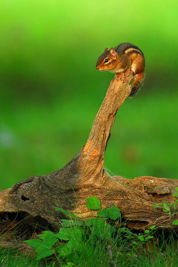 Eastern Chipmunk Photograph by Alan Lenk