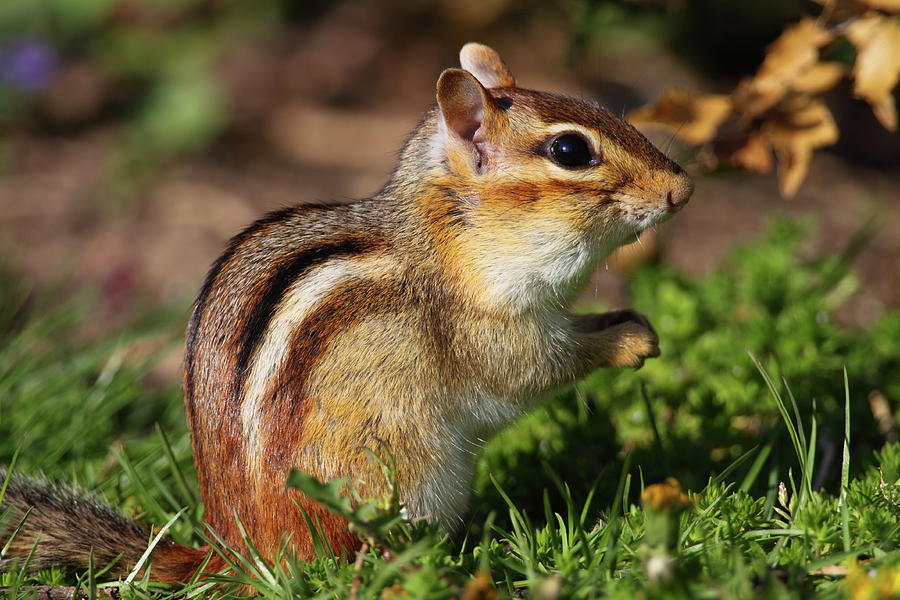 Squirrel Photograph - Eastern Chipmunk by Bruce J Robinson