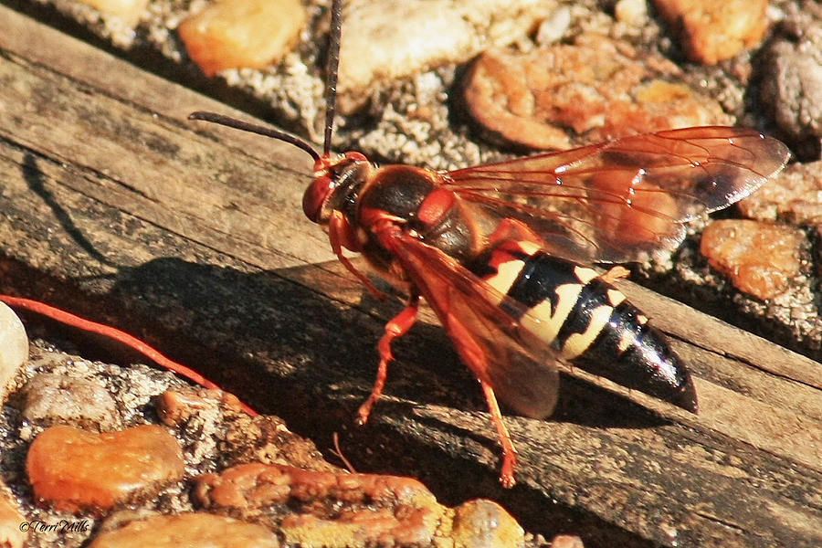 Eastern Cicada Killer Wasp Photograph by Terri Mills