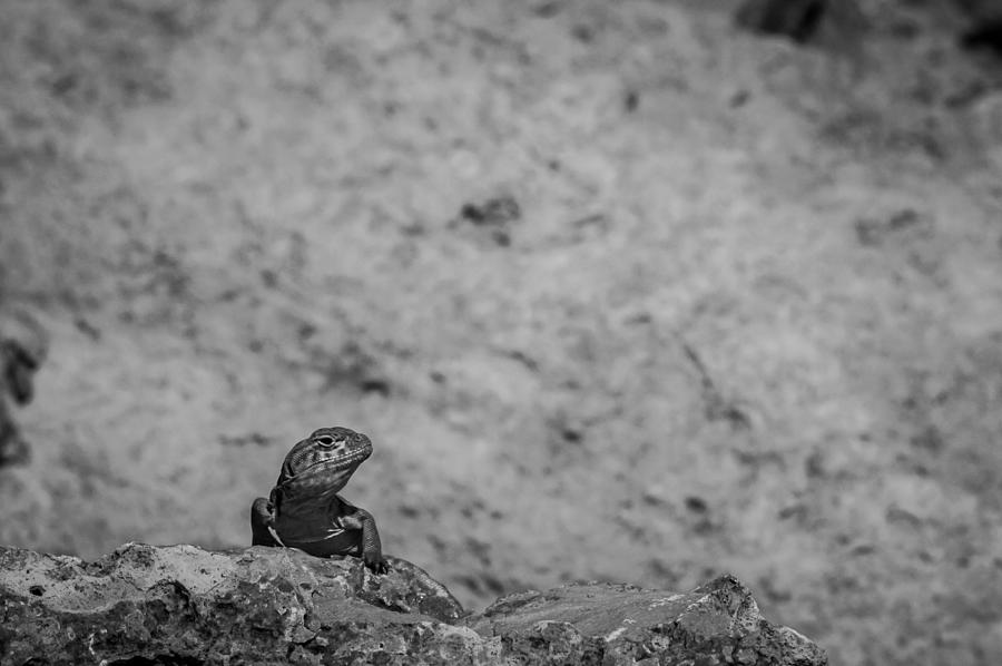 Eastern Collared Lizard 2 Photograph by Jeff Phillippi