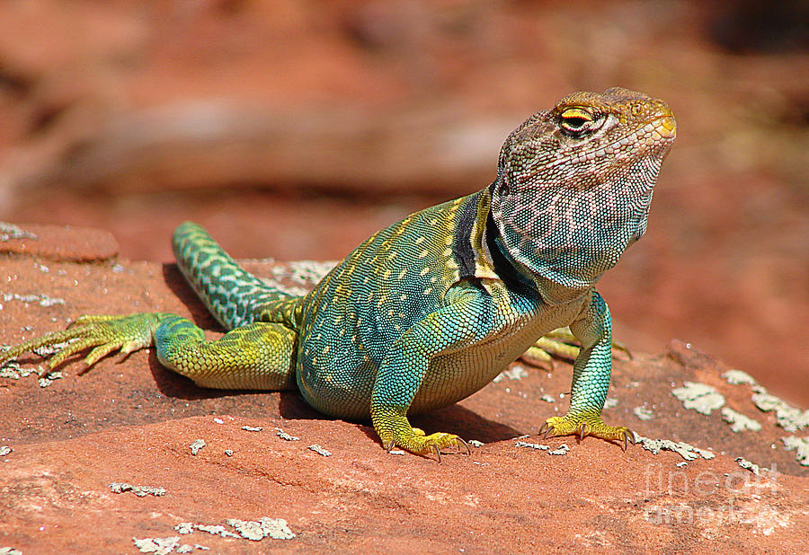 Eastern Collared Lizard Photograph by Laura Brightwood