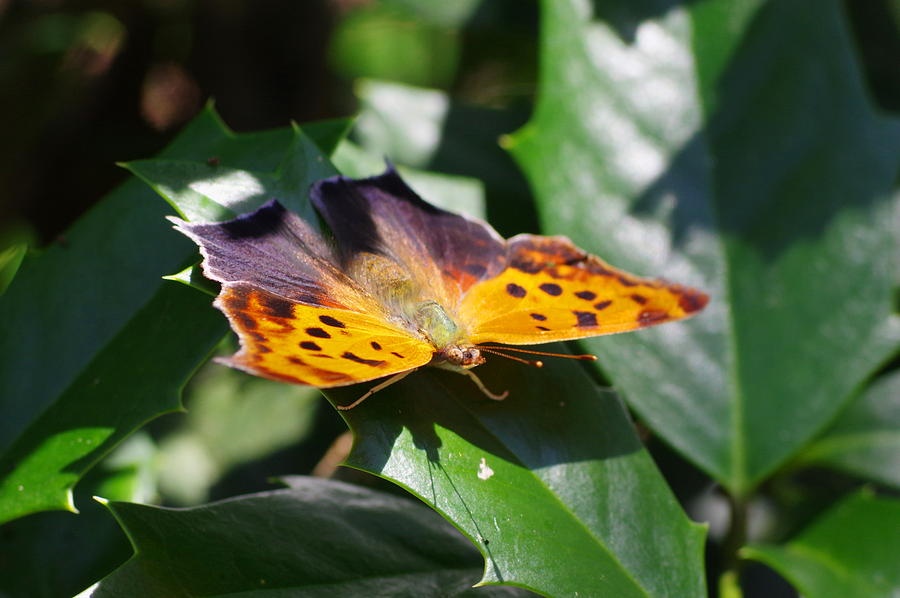 Up Movie Photograph - Eastern Comma by Aaron Rushin