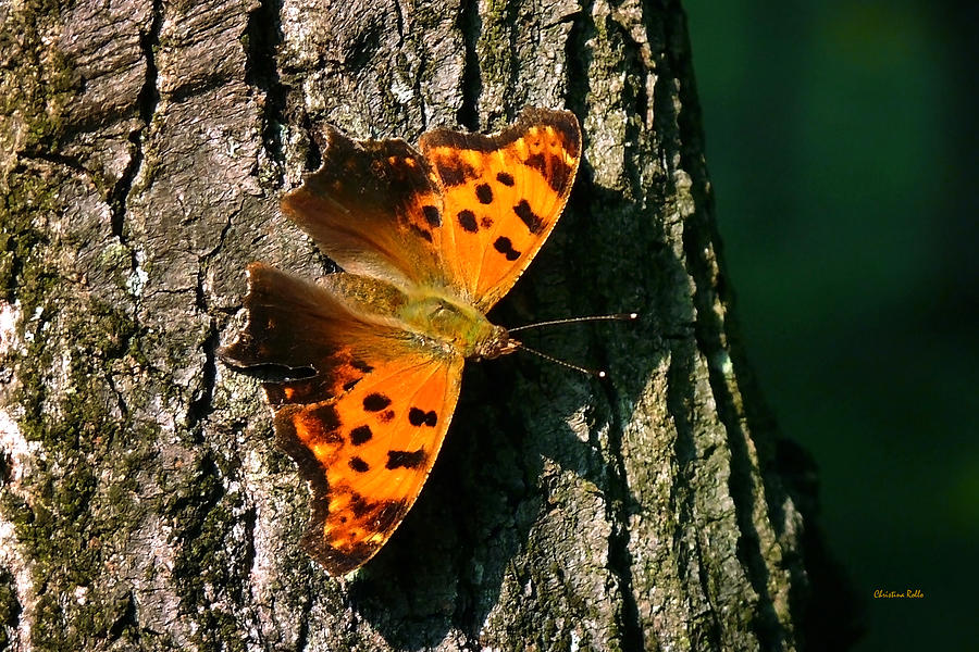 Eastern Comma Butterfly Photograph by Christina Rollo