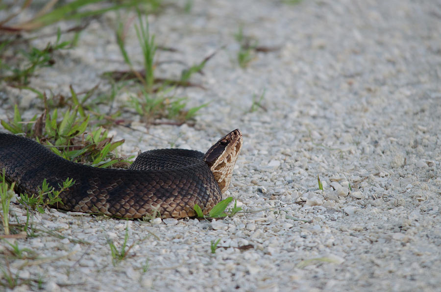 Eastern Cottonmouth Photograph by James Petersen