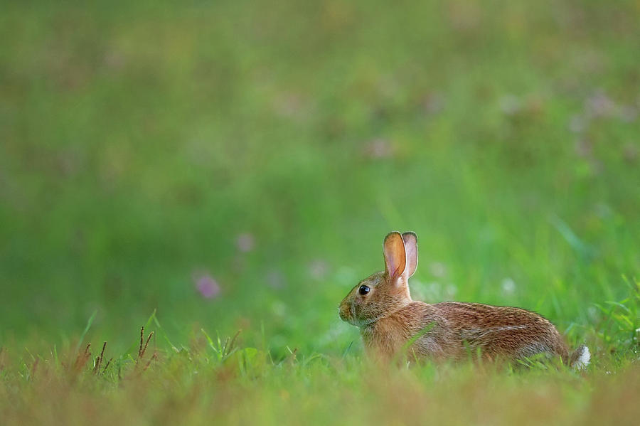 Rabbit Photograph - Eastern Cottontail 2016 by Bill Wakeley