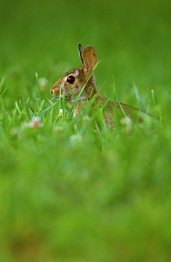 Eastern Cottontail  Photograph by Alan Lenk