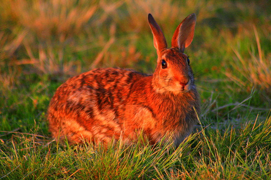 Eastern Cottontail Photograph by Christopher J Kirby