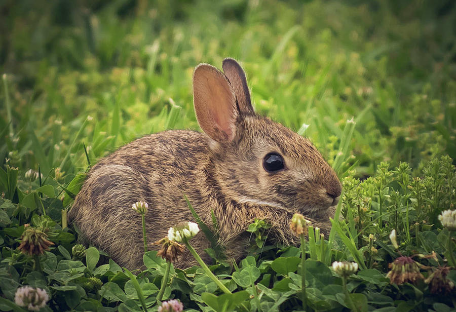 Eastern Cottontail Photograph by Cynthia Wolfe