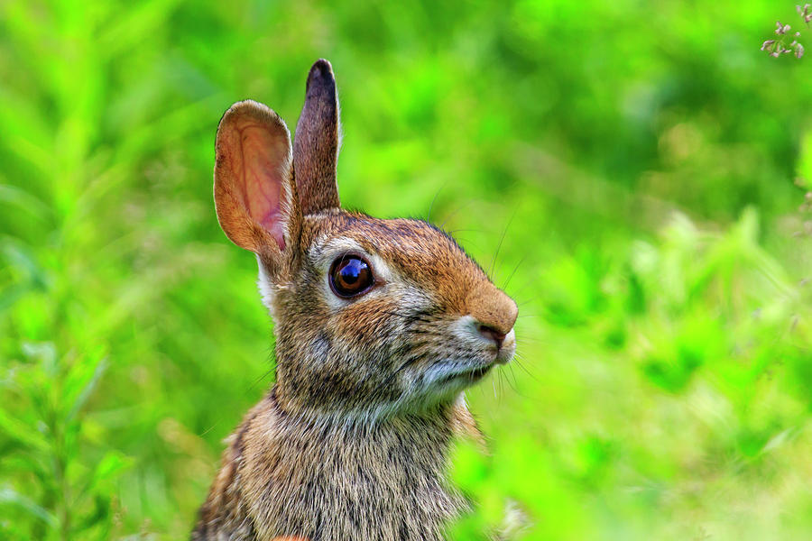 Eastern Cottontail Photograph by Gary Hall