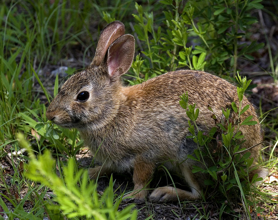 Eastern Cottontail Rabbit DMAM0006 Photograph by Gerry Gantt