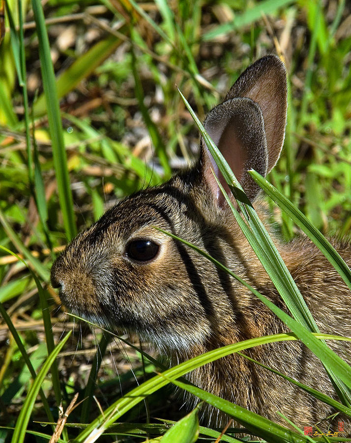 Eastern Cottontail Rabbit DMAM0010 Photograph by Gerry Gantt