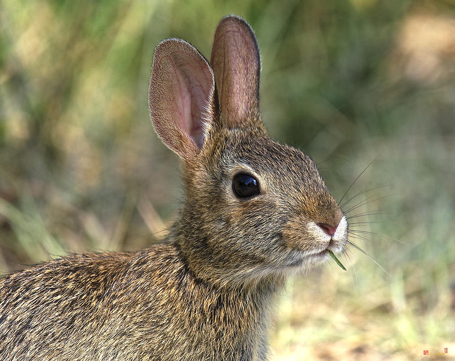 Eastern Cottontail Rabbit DMAM0023 Photograph by Gerry Gantt