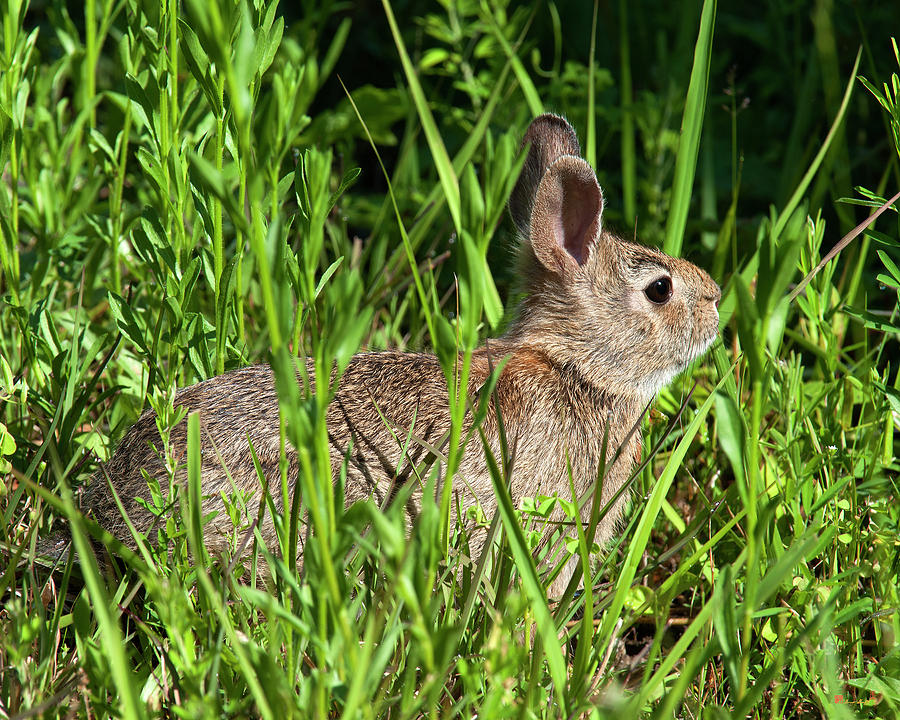 Eastern Cottontail Rabbit DMAM0034 Photograph by Gerry Gantt