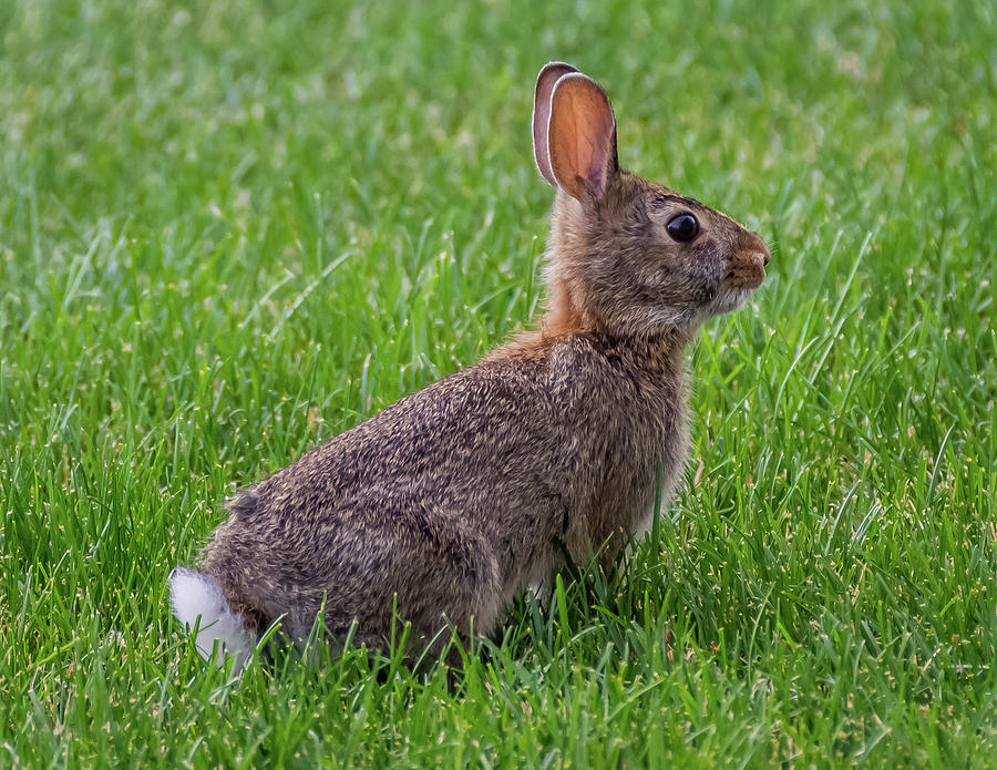 Eastern Cottontail Rabbit Babies