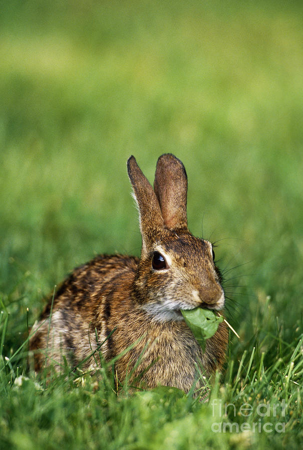 Eastern Cottontail Rabbit Photograph by Samuel R Maglione