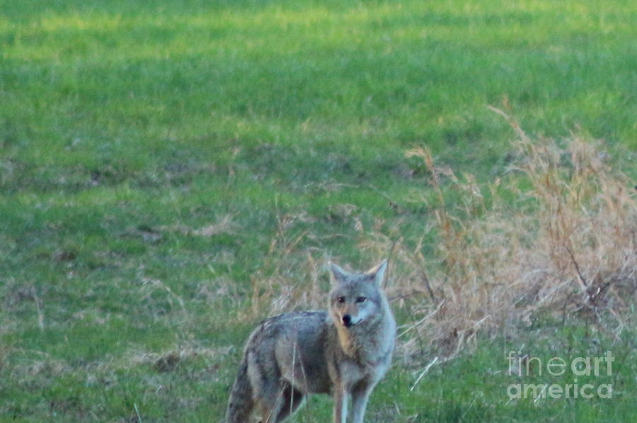 Eastern Coyote in Grass Photograph by Neal Eslinger