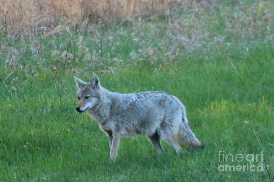Wildlife Photograph - Eastern Coyote in Meadow   by Neal Eslinger
