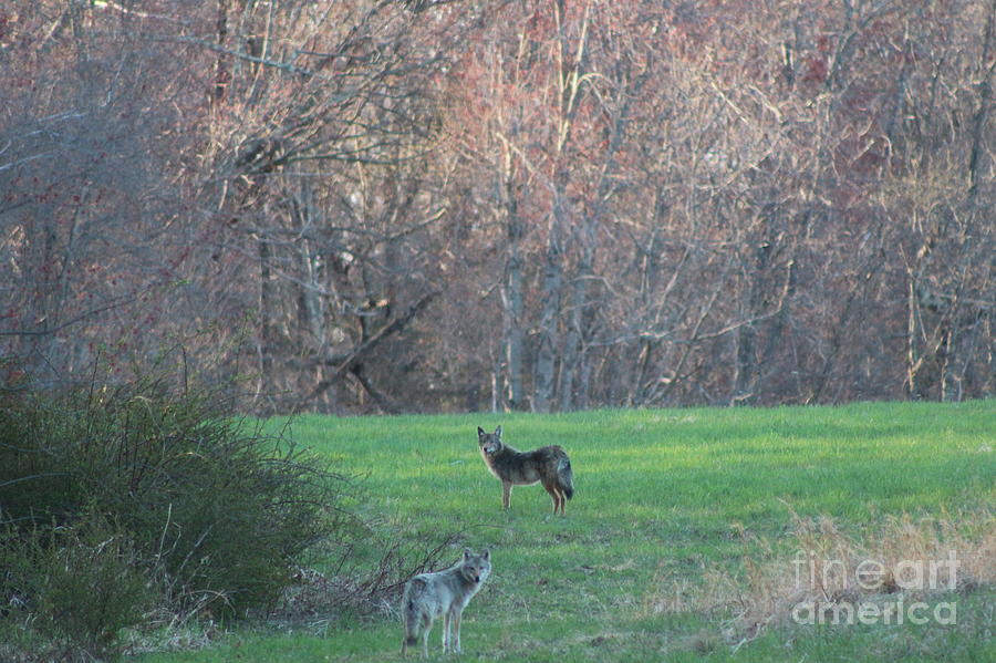Eastern Coyote Pair  Photograph by Neal Eslinger