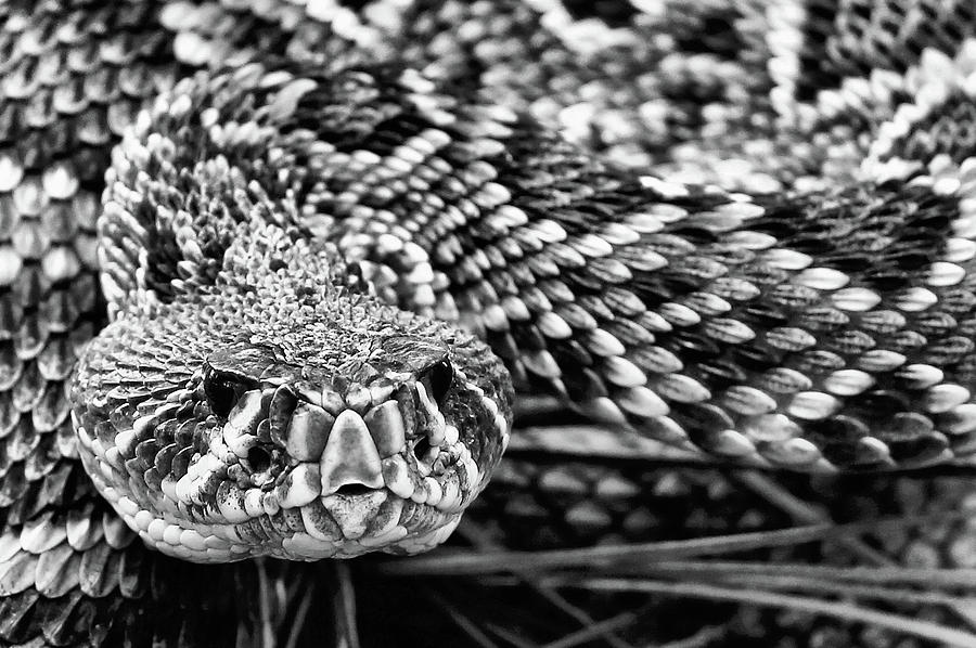 Eastern Diamondback Rattlesnake Black and White Photograph by JC Findley