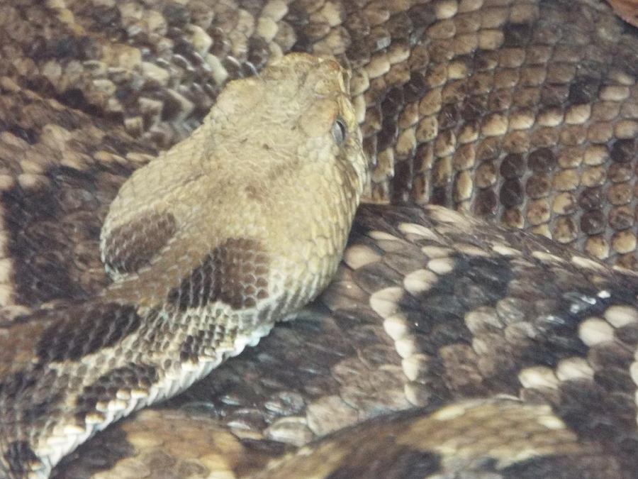 Eastern Diamondback Rattlesnake Photograph by Marc Watkins | Fine Art ...