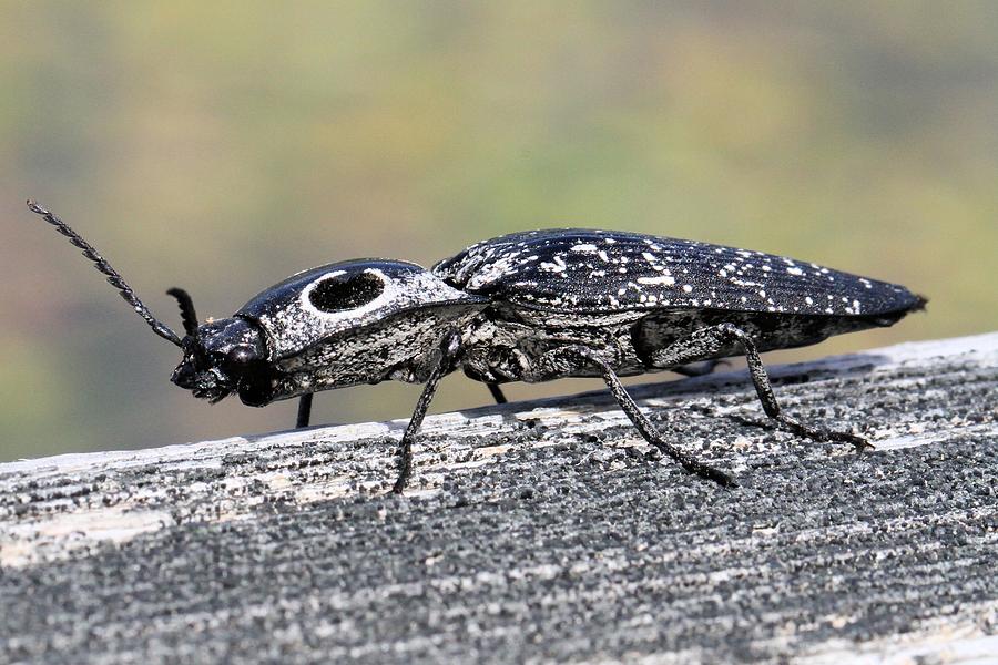 Eastern-eyed Click Beetle Photograph by Doris Potter