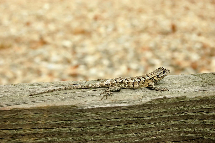 Nature Photograph - Eastern Fence Lizard by Richard Leighton