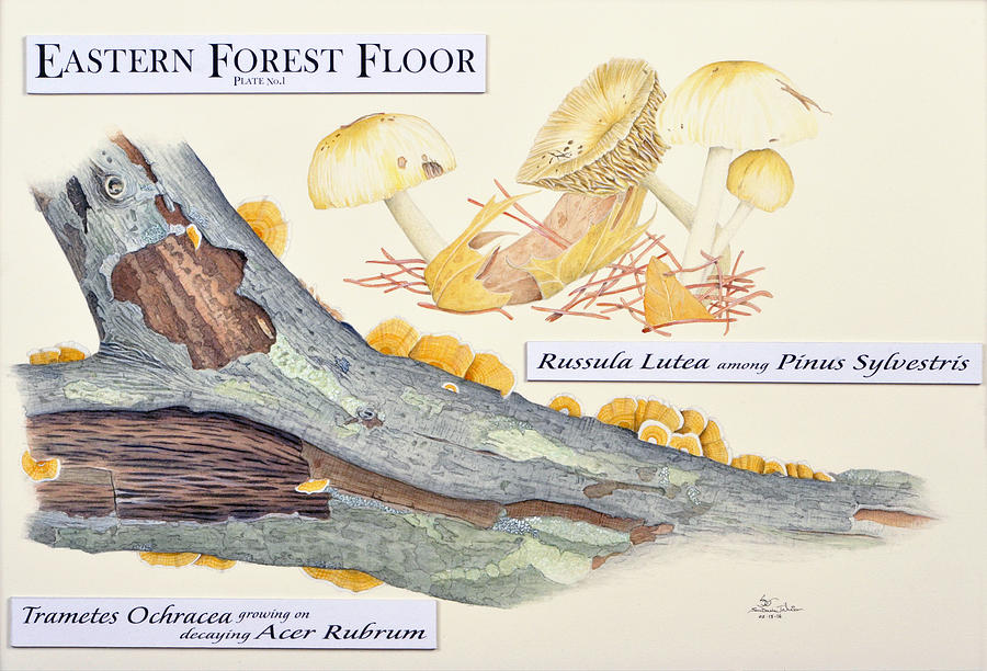 Eastern Forest Floor Plate 1 Drawing by Sam Davis Johnson