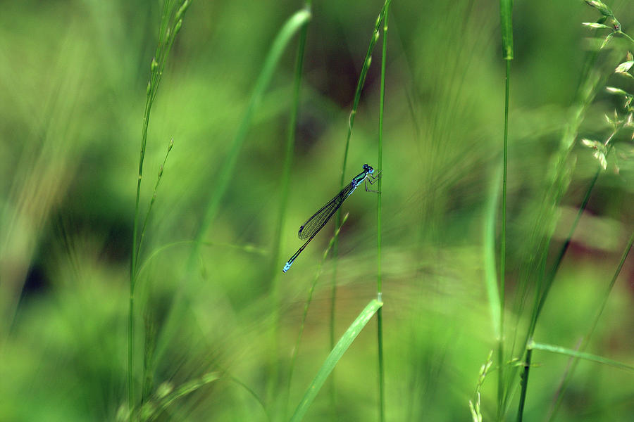 Nature Photograph - Eastern Forktail by Bill Morgenstern