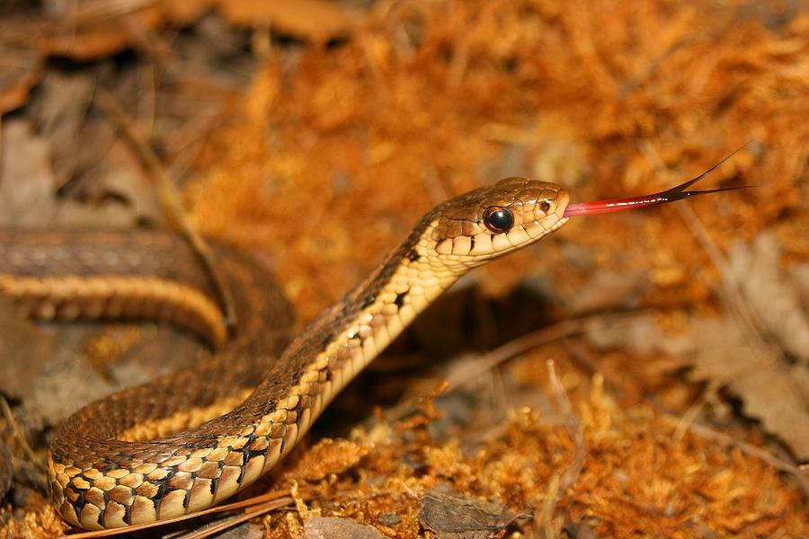 Eastern Garter Snake Photograph By Brian Bastarache