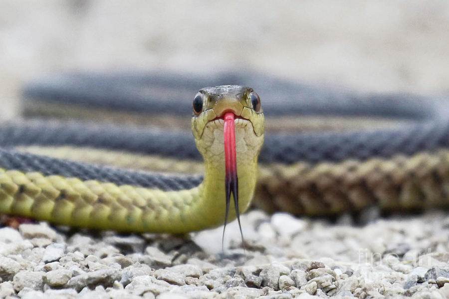 Eastern Garter Snake Photograph by Jeffery Fannin - Fine Art America