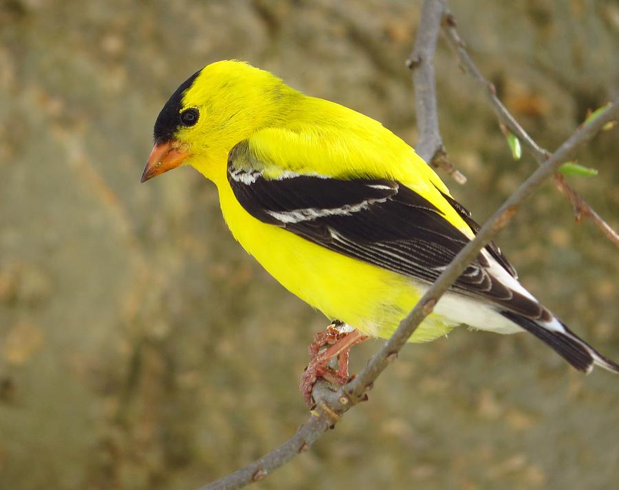 Eastern Goldfinch Photograph By Lori Frisch - Fine Art America