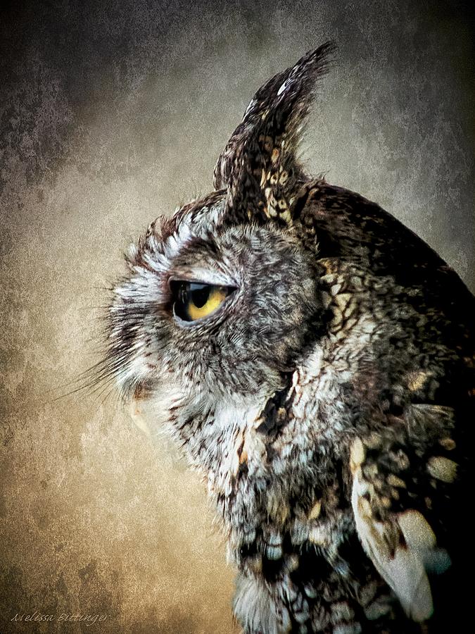 Eastern Gray Morph Screech Owl Profile Photograph by Melissa Bittinger