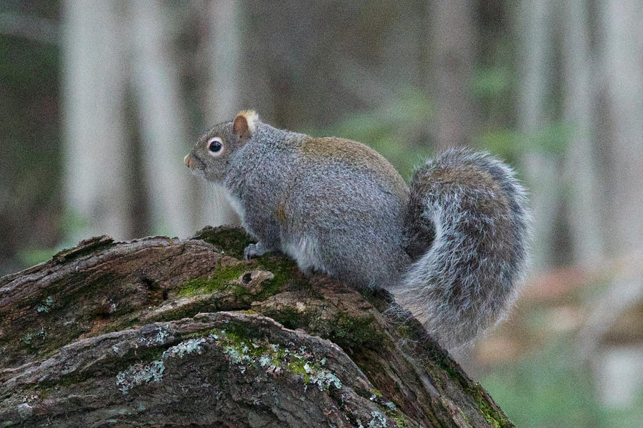 Eastern Gray Squirrel 5198 Photograph by Michael Peychich