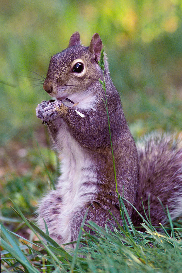 Eastern Gray Squirrel Photograph by Alan Lenk