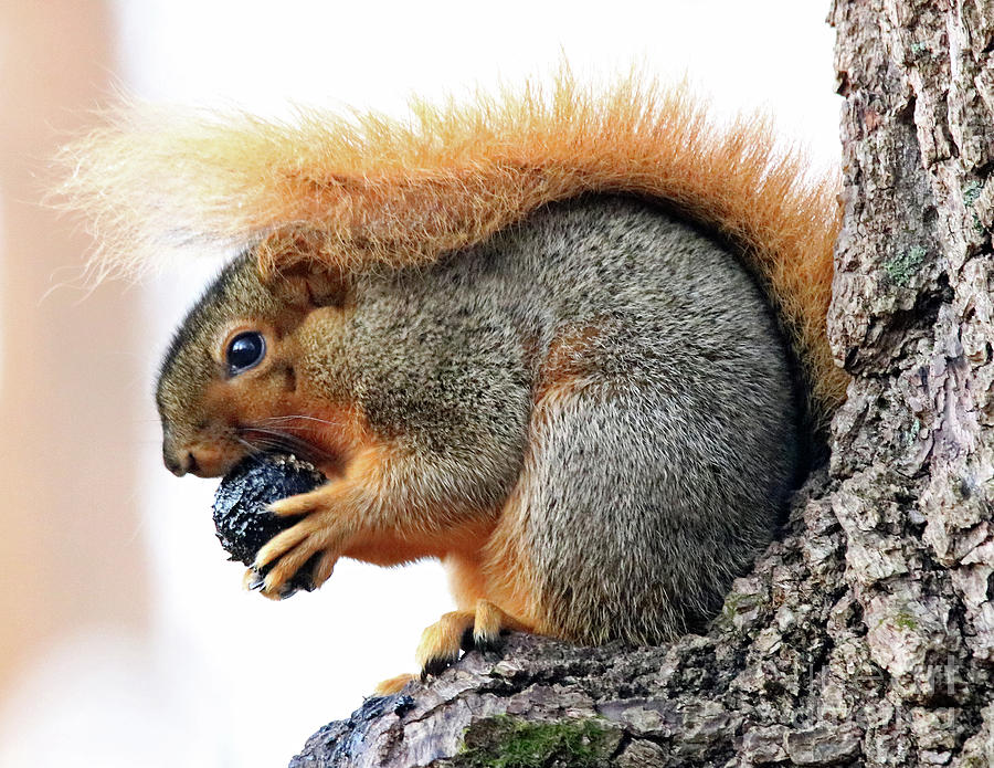 Eastern Gray Squirrel and Walnut Photograph by Steve Gass