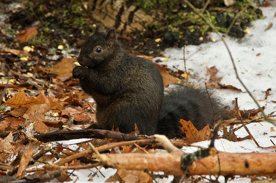 Wildlife Photograph - Eastern Gray Squirrel Black Morph by Michael Peychich