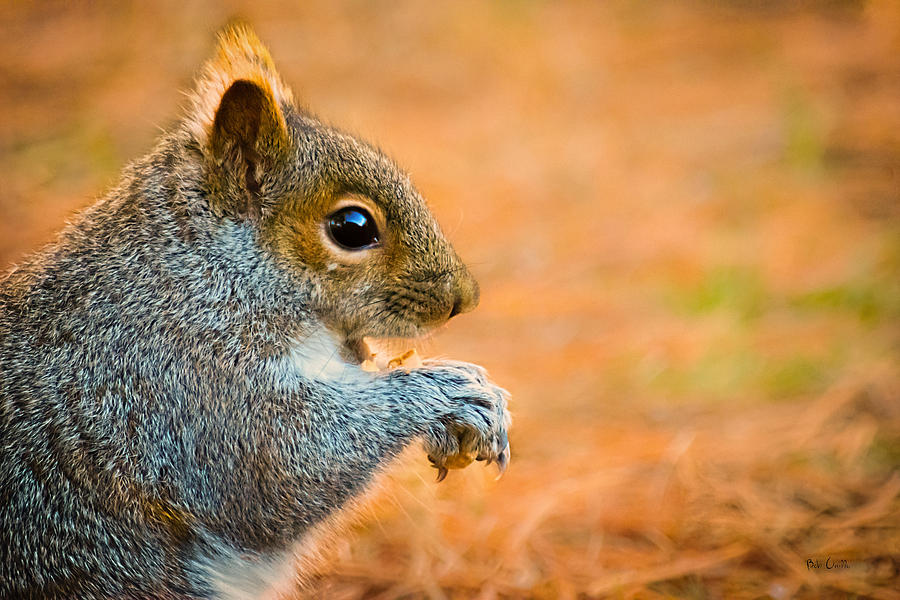Wildlife Photograph - Eastern Gray Squirrel by Bob Orsillo