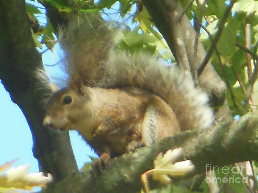 Eastern Gray Squirrel Branch Photograph by Rockin Docks Deluxephotos