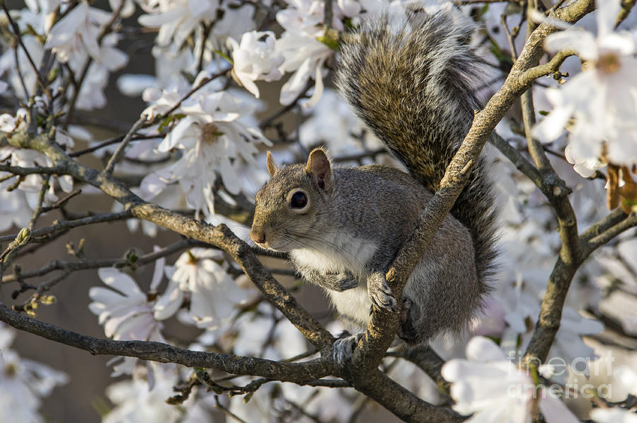 Eastern Gray Squirrel - D009897 Photograph by Daniel Dempster