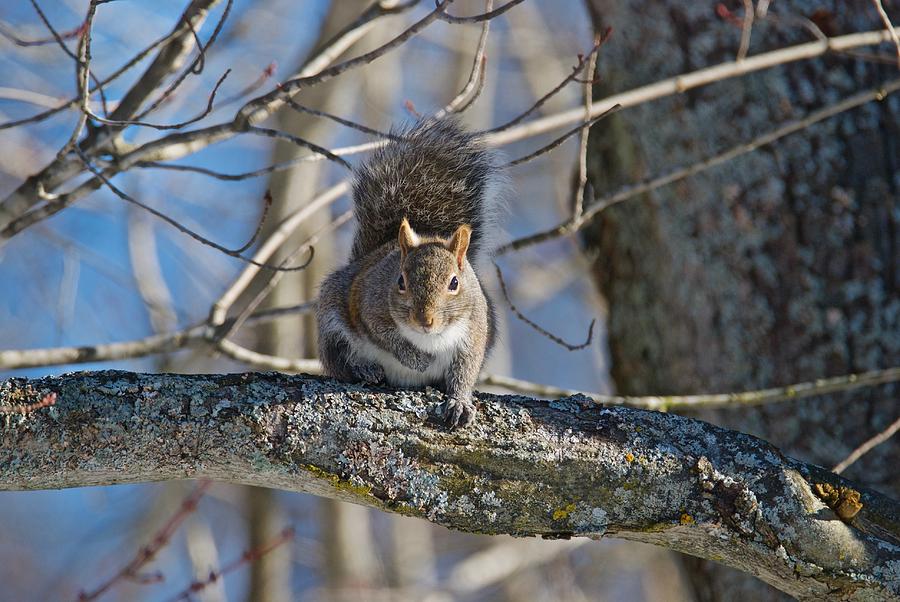 Eastern Gray squirrel Photograph by Michael Peychich