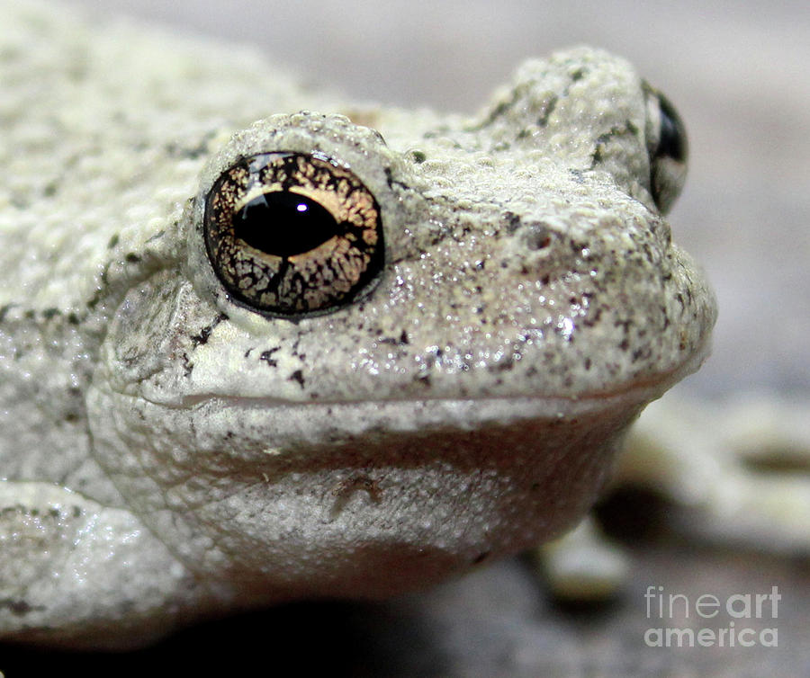 Eastern Gray Tree Frog - Head Shot Photograph by Scott D Van Osdol - Pixels