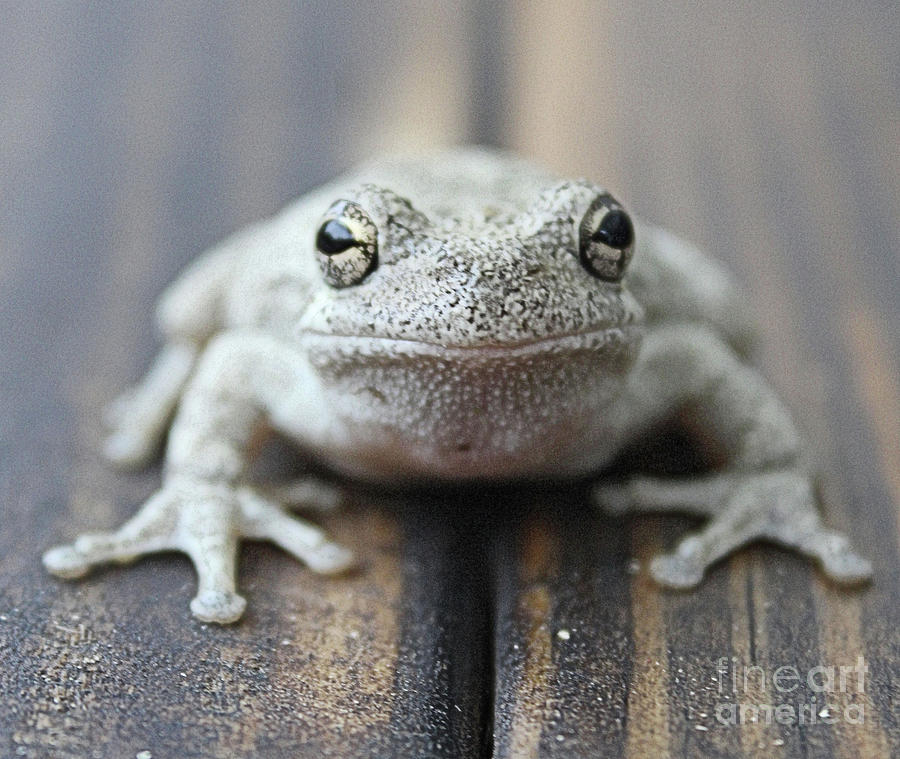 Eastern Gray Tree Frog Southern Indiana Photograph by Scott D Van Osdol