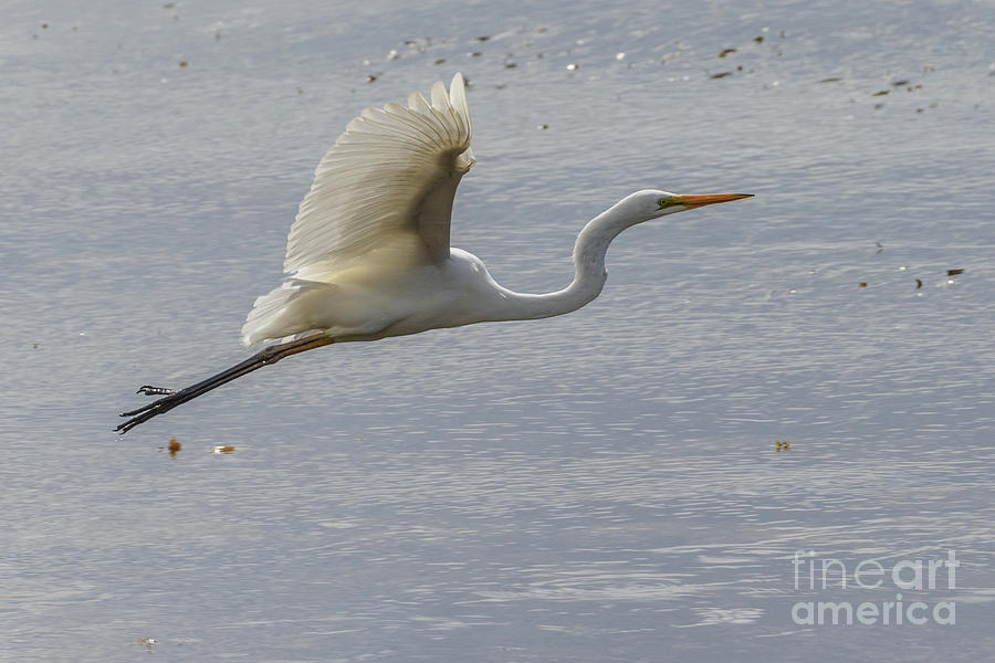 Eastern Great Egret 03 Photograph by Werner Padarin